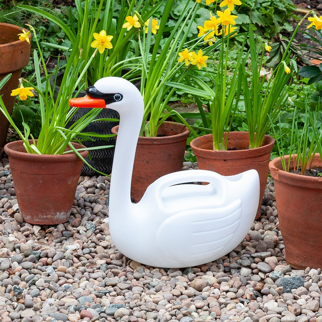 Witte zwanengieter op een grindbed tussen terracotta potten met gele narcissen in de tuin